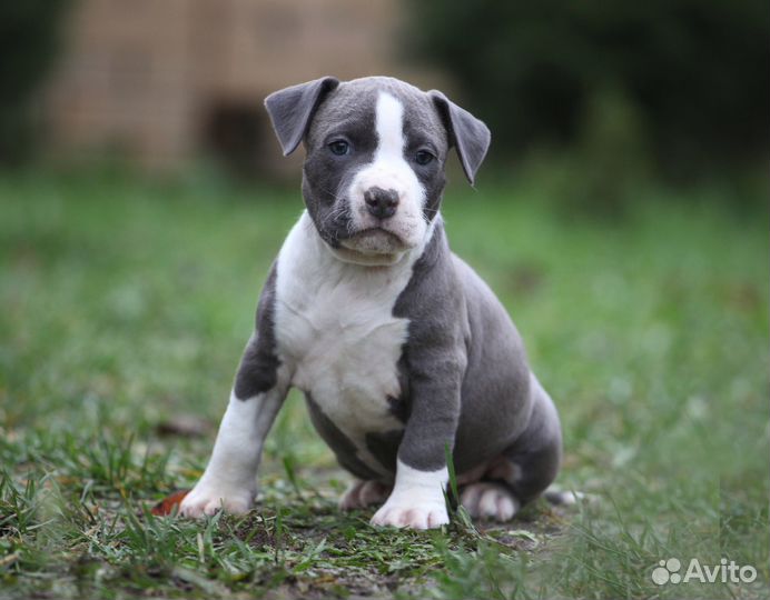 Мальчик голубой 1,5 мес