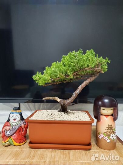 Бонсай из можжевельника