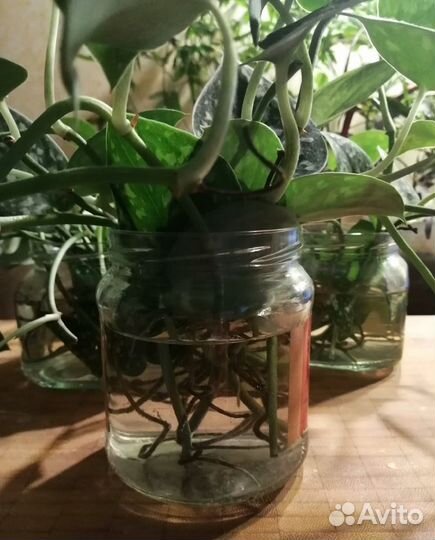 Домашние растения