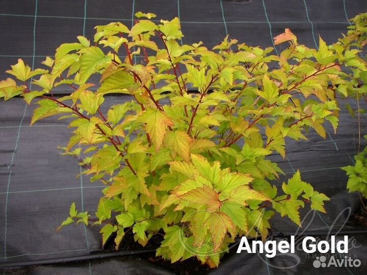 Пузыреплодник Амбер Джубиле, Рубелла и др