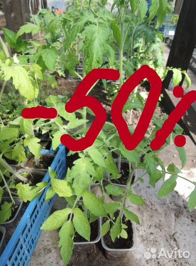 Рассада томатов