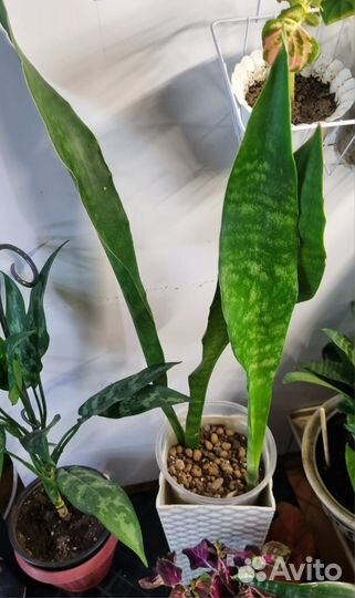 Сансевиерия сортовая Замиокулькас зензи,хавортия