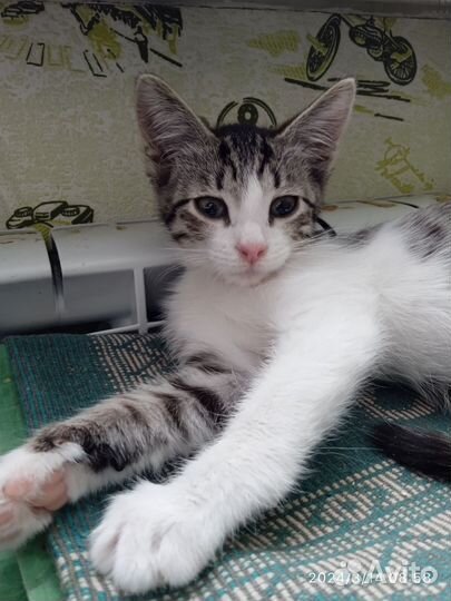 Котенок в добрые руки