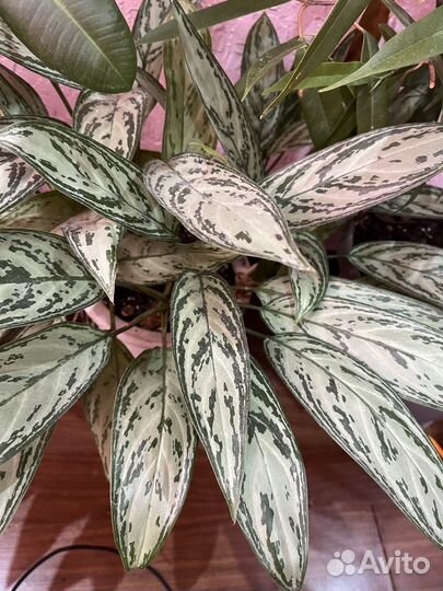 Комнатные растения бесплатно