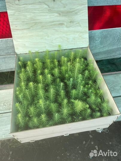 Сеянцы ели европейской зкс