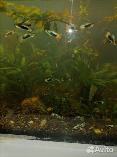 Рыбки гуппи