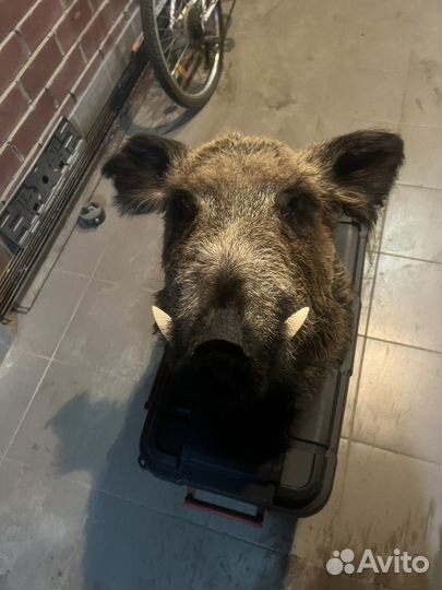 Чучело головы кабана