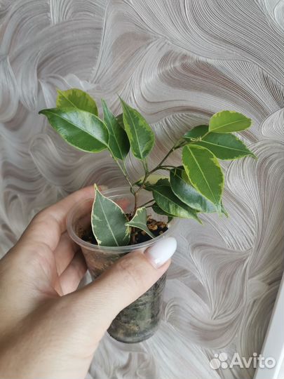 Фикус старлайт, твилайт