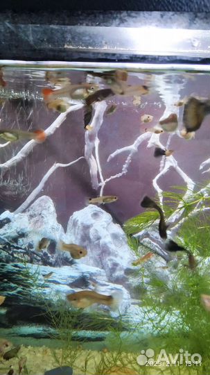 Аквариумные рыбки гуппи