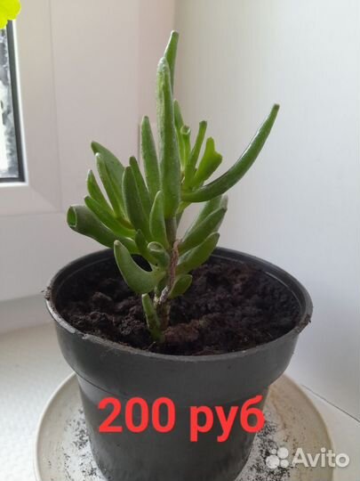 Крассула хоббит(коралл)