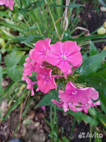 Пионы, хризантемы и другие многолетники