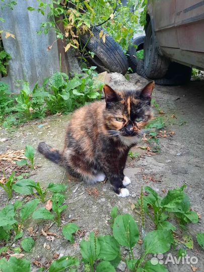 Кошечка в добрые руки