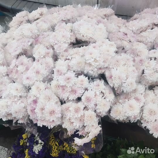 Цветы оптом хризантема местная