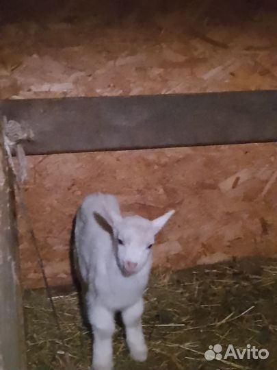 Козлята новорождённые камолые