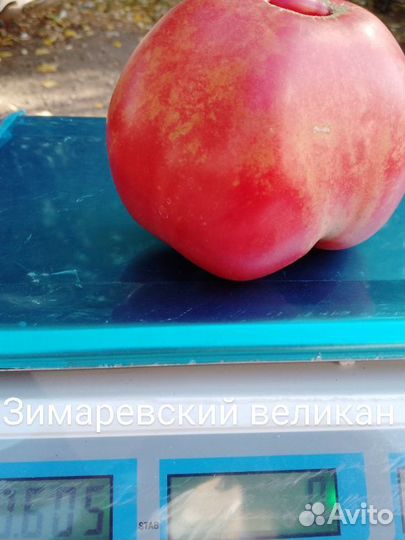 Семена коллекционных сортов томатов