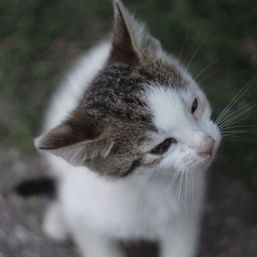 Котята с Императорского фарфорового завода