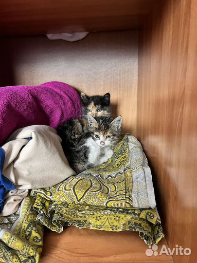Продам котят