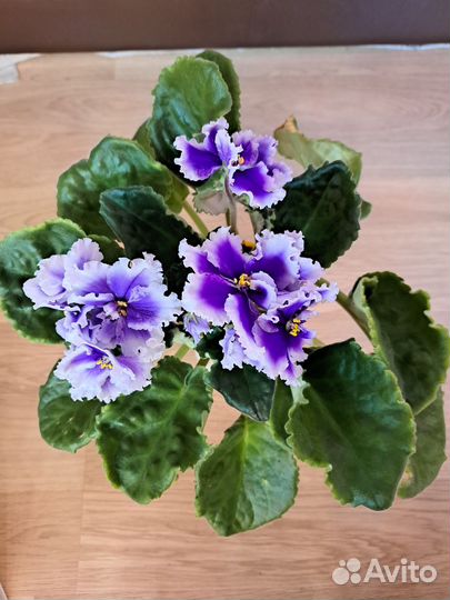 Комнатные домашние растения москва