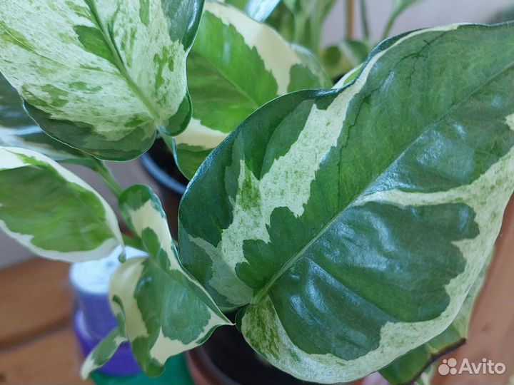 Эпипремнум sp cv wow big and wave leave var