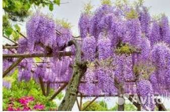 Лианы для беседок