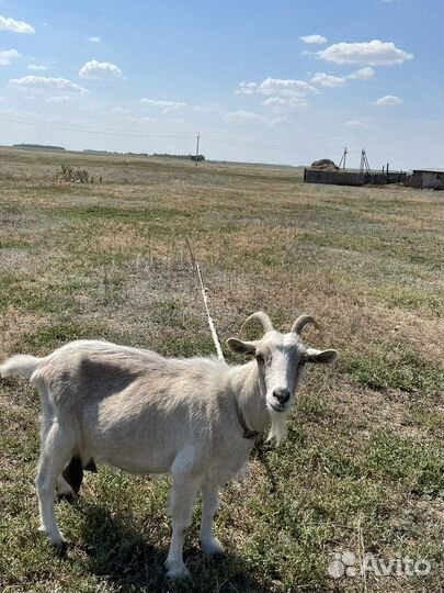 Коза дойная беременая