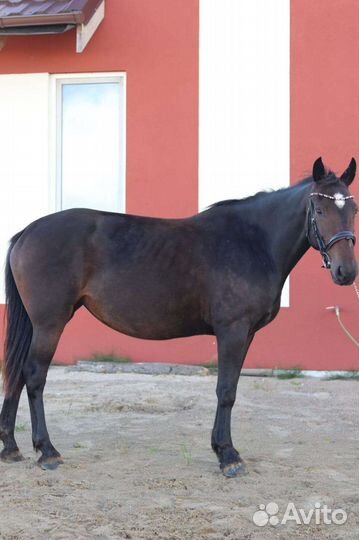 Лошадь кобыла