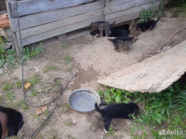 Собака в добрые руки отдам бесплатно