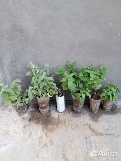 Мята ментоловая и домашняя