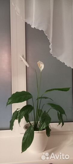 Спатифиллум цветущий