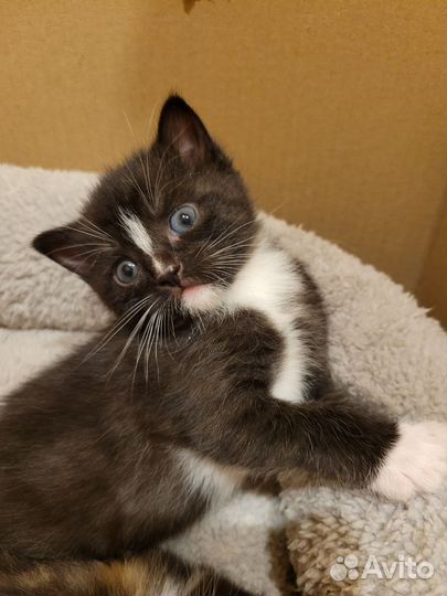Котята месячные отдаем в дар бесплатно