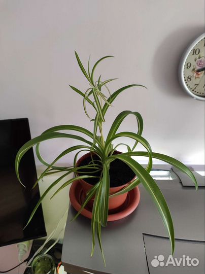 Хлорофитум, эпипремнум ауреум