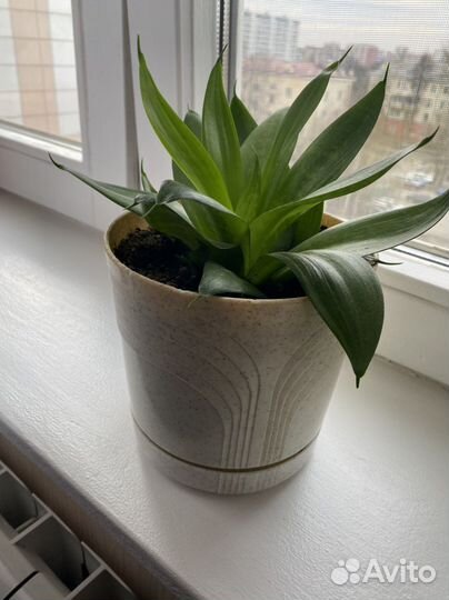 Сансевиерия