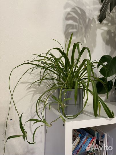 Хлорофитум взрослое растение