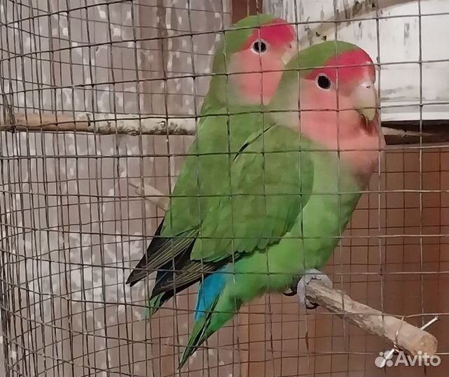 Пара неразлучников