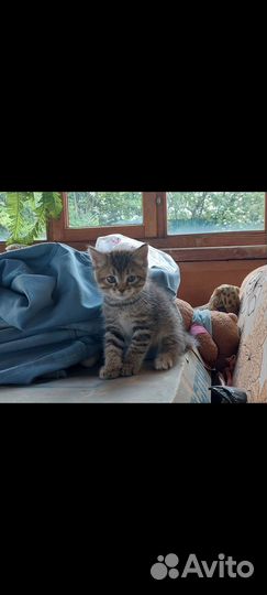 Котенок в дар бесплатно