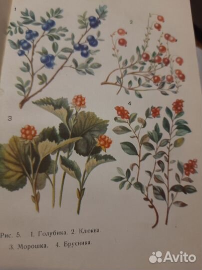 Д.П.Зуев Дары русского леса