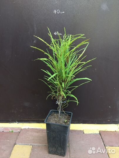 Саженцы декоративных растений