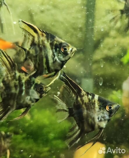 Скалярия вуалевая