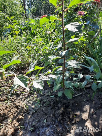 Миндаль декоративный саженцы