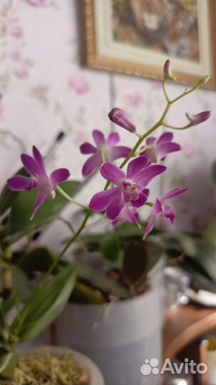 Орхидея