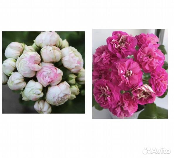 Пеларгония принц густав