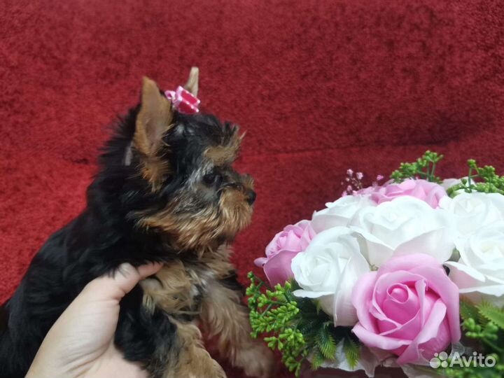 Вязка с супер йорком. Великолепный Ивгарт