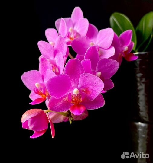 Орхидеи фаленопсис Азия