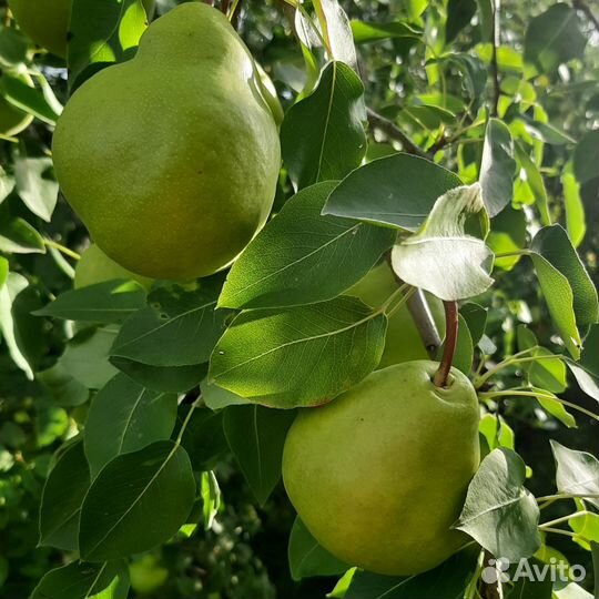 Груша продукты