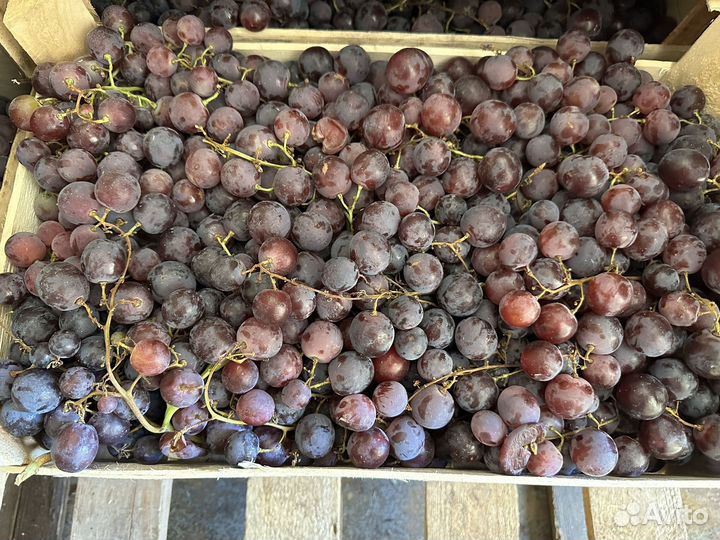 Виноград для вина