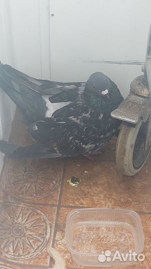 Голубь Тупарь в хорошие руки