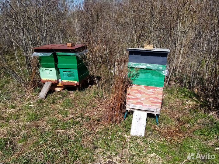 Ульи, пчелиная семья, пчелопакеты