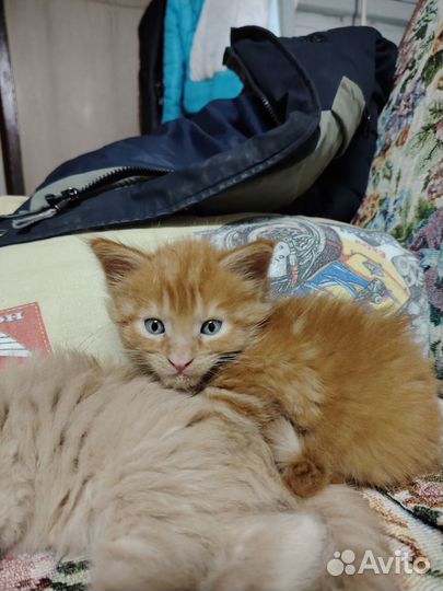 Котята мейн-кун