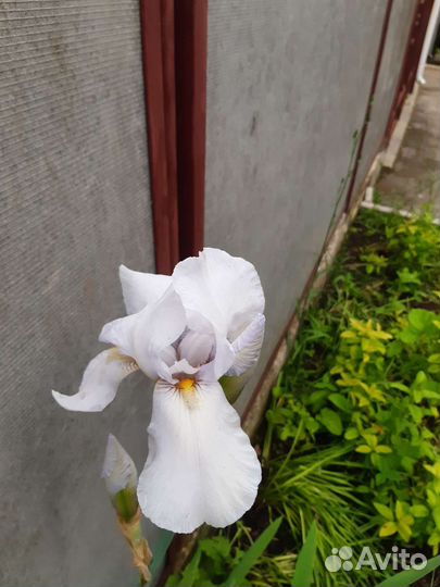 Цветы ирисы