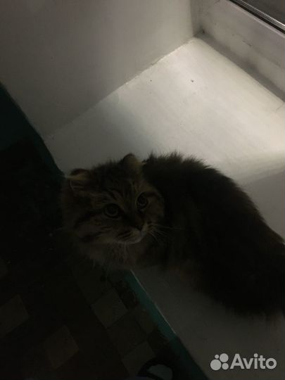 Найдена кошка вислоухая. Ищем хозяев